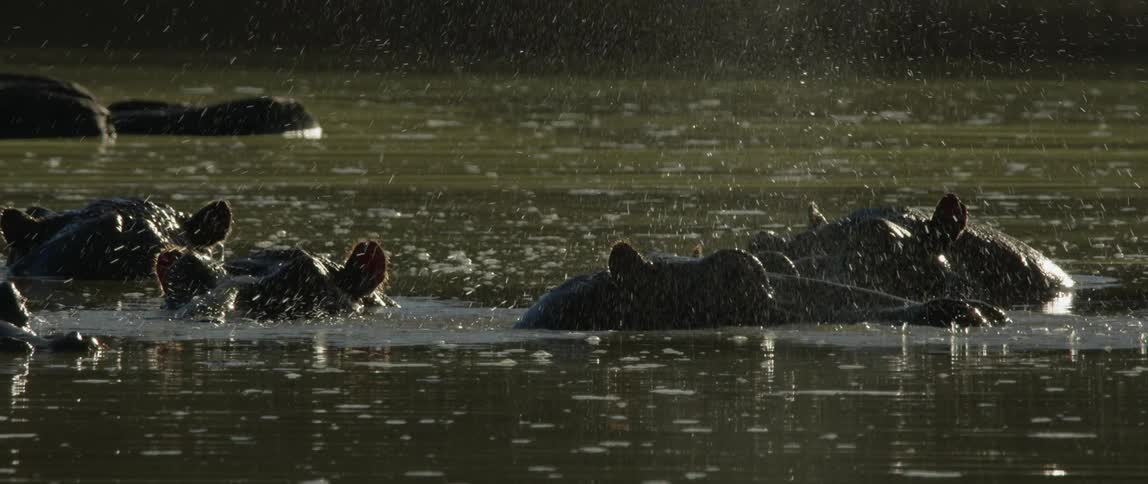 Hippos wade and splash in the water