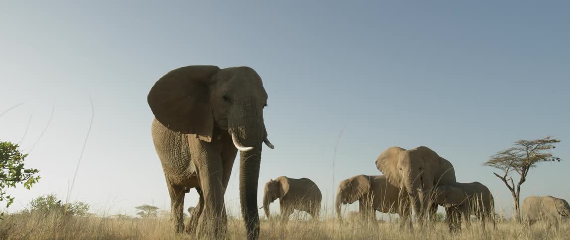 Elephants gathered in a field under a blue sky