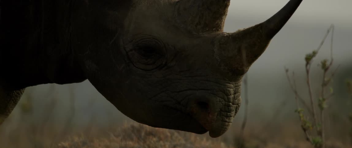 A rhinoceros is standing outside on a hazy day
