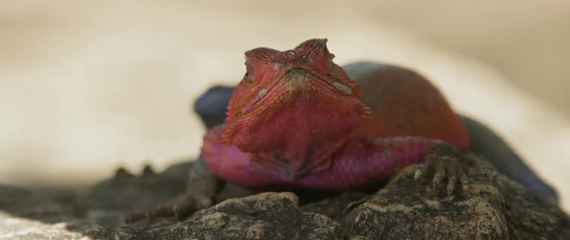 A red lizard sits on a rock