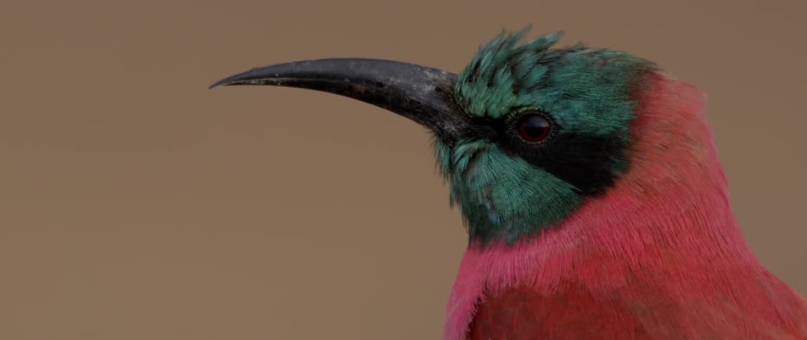 A colorful bird is inclining its head outside in daylight