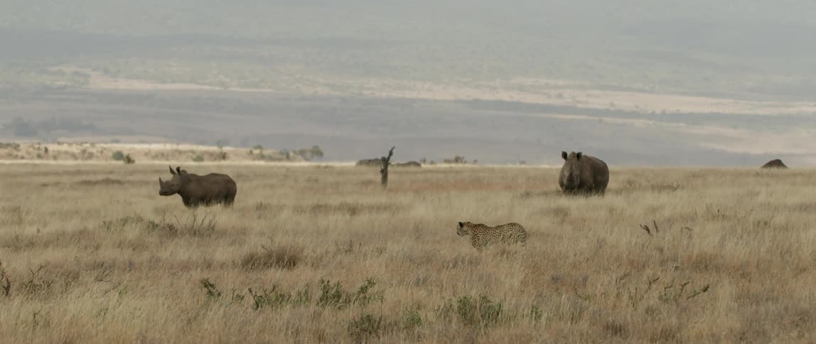 Animals roam the savanna plains