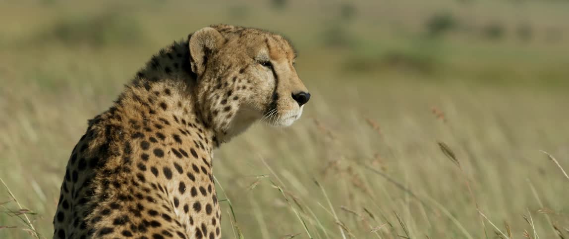 A cheetah sits in the grassy field