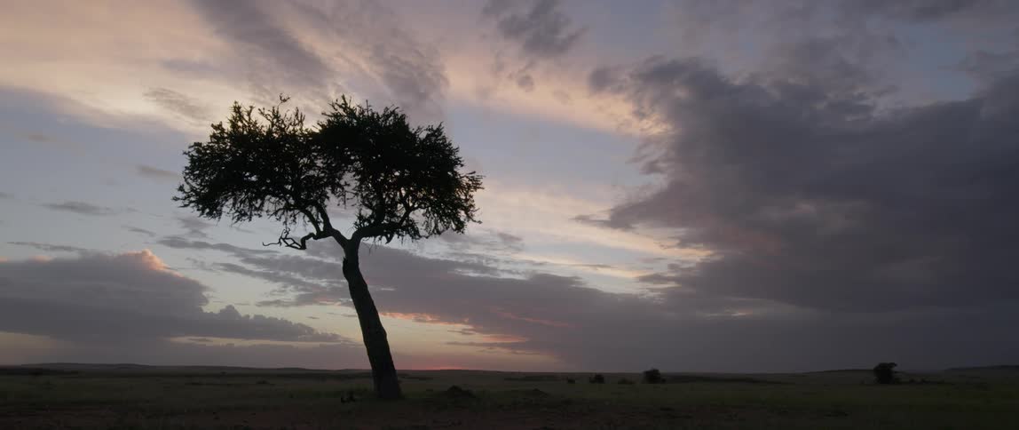 Clouds are drifting over a lone tree on the savanna at sunset