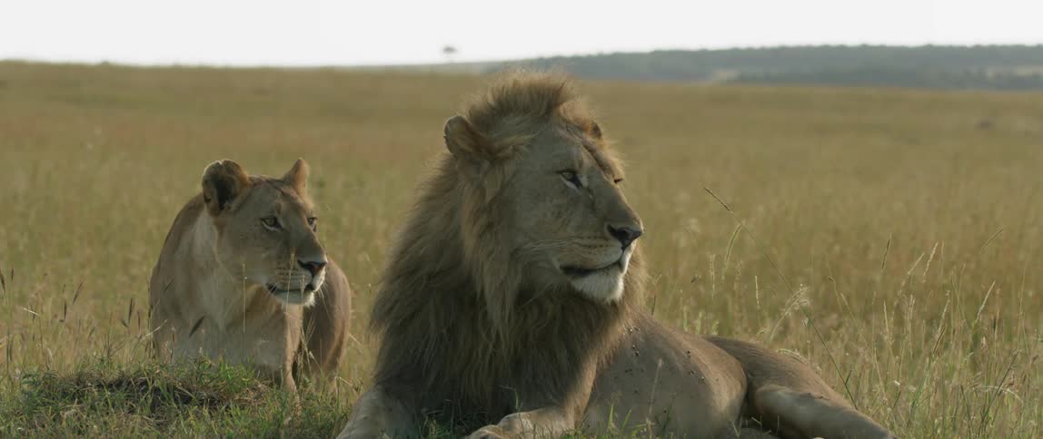 Lions lie in a grassy field