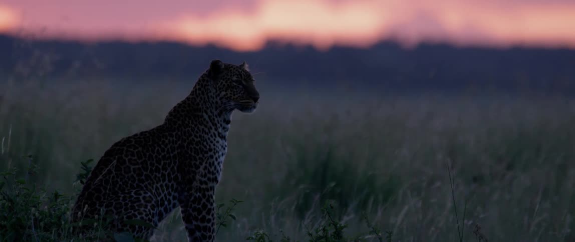 Leopard sits in a grassy field at sunset