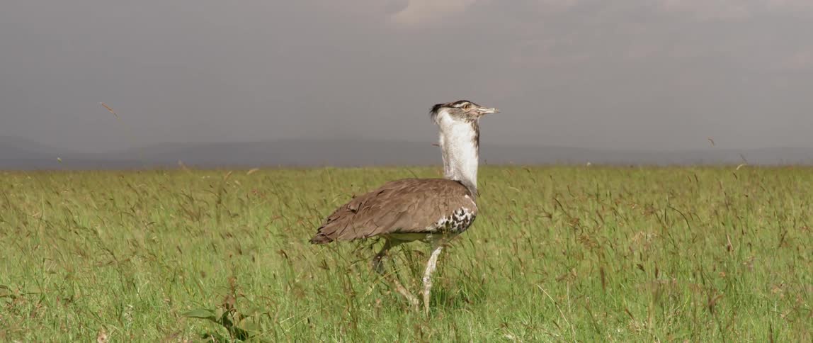 A large bird walks gently in the grass