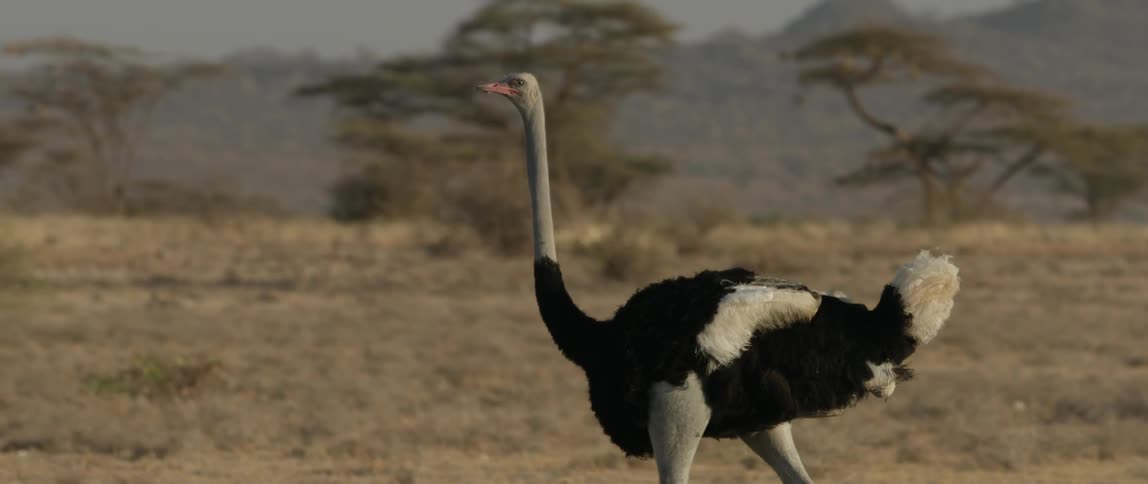 The ostrich walks slowly over the field