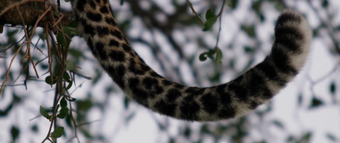 A leopard's tail hangs down from a tree branch