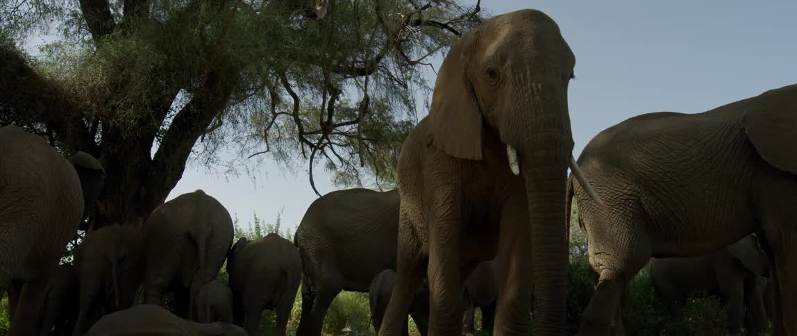 A group of elephants are standing under the shade of the tree