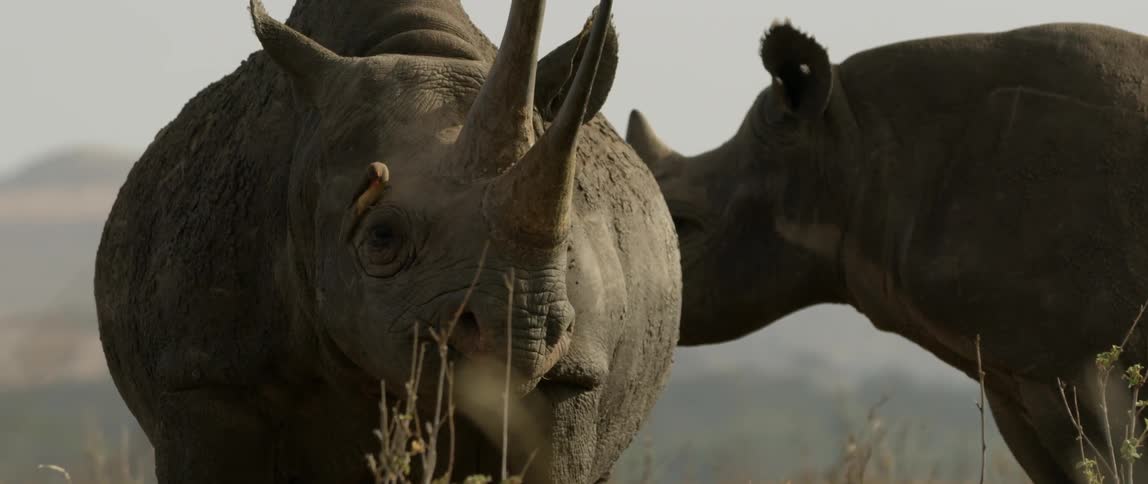 A bird hops along a rhino's face on a sunny day