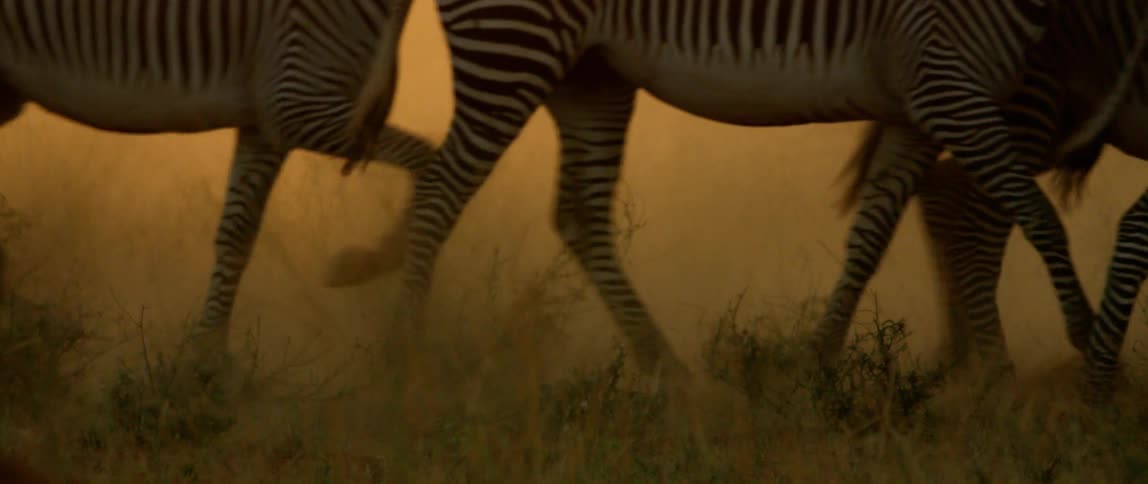 Zebras gallop in the grass