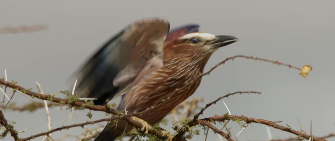 The bird flies from the branch of the tree