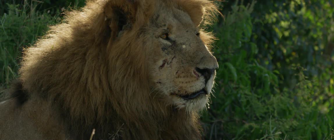 A lion looks around on a sunny day