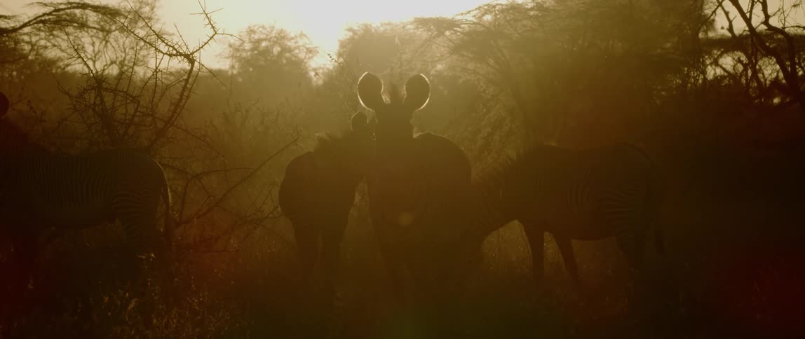 The animals graze together and move in the shadow of dawn