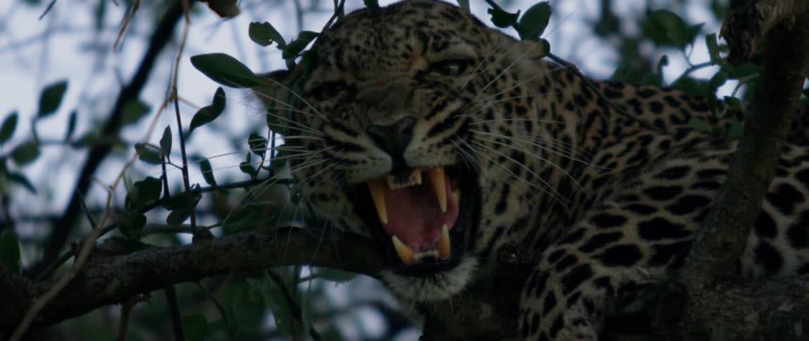 The leopard slowly gets up baring it's large teeth