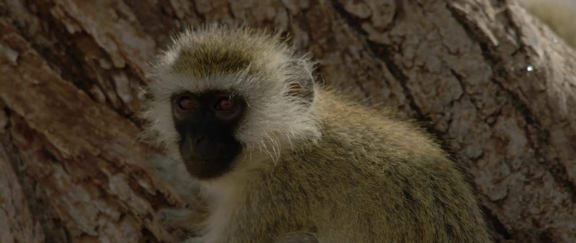 A small monkey sits by the tree