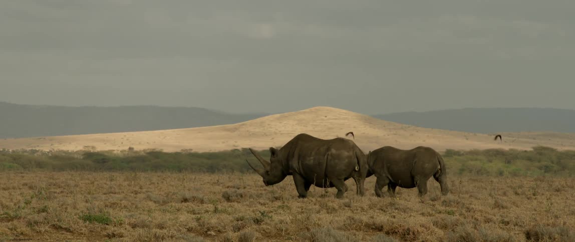 Two rhinoceros walk through a field under a cloudy blue sky