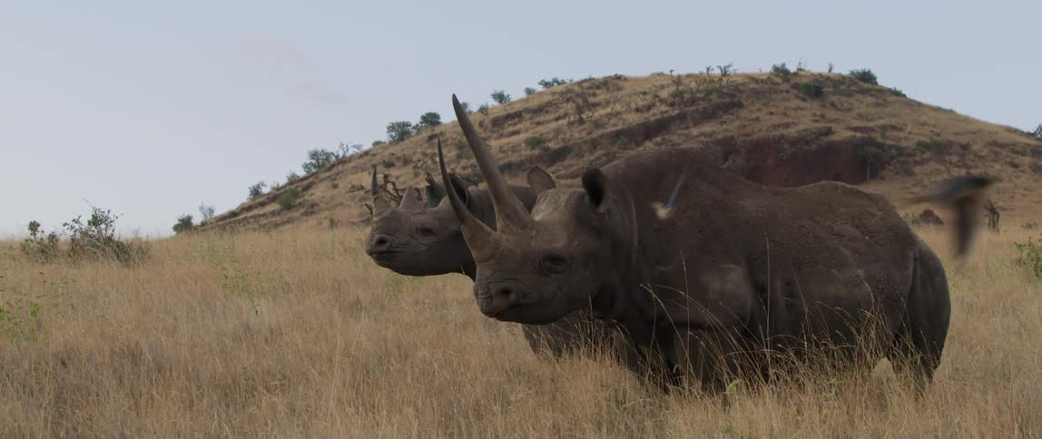 Two rhinoceroses stand in a grassy field