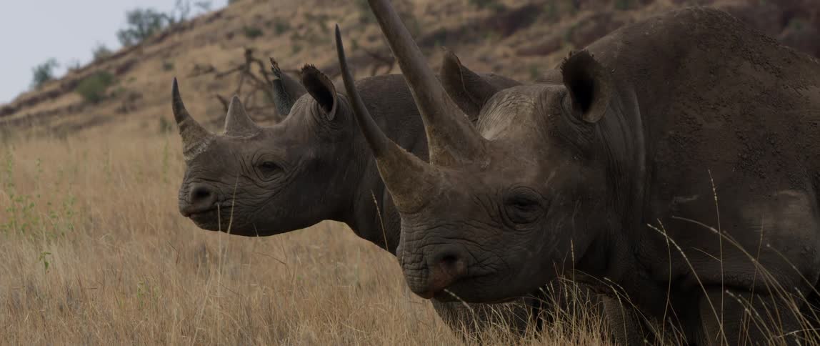 Two rhinoceros stand in a field as a bird flies by