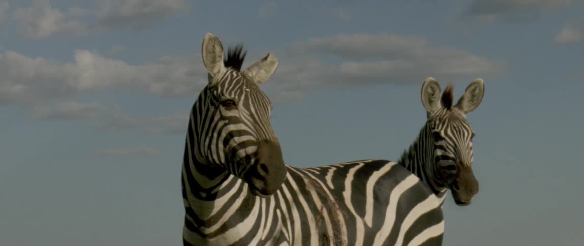 Zebras standing on the savannah