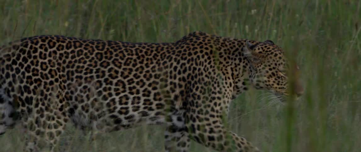 A leopard walks through the tall grass