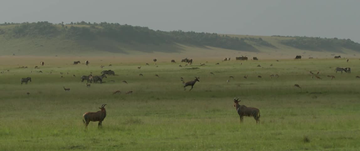 Many animals graze and run across flat land