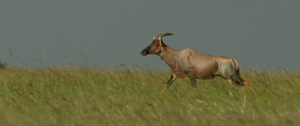 Gazelle gallops across grassy plains