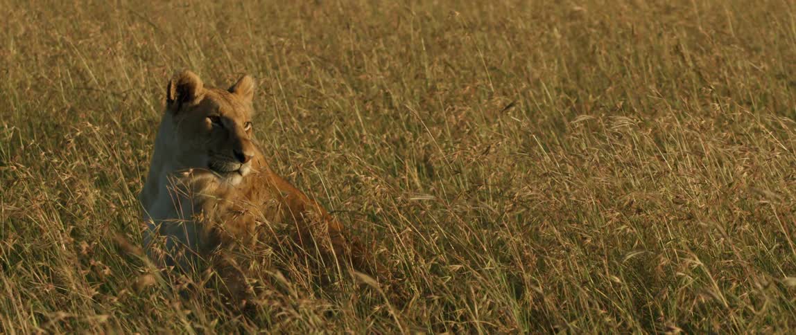 A lioness is sitting in the grass on a breezy day