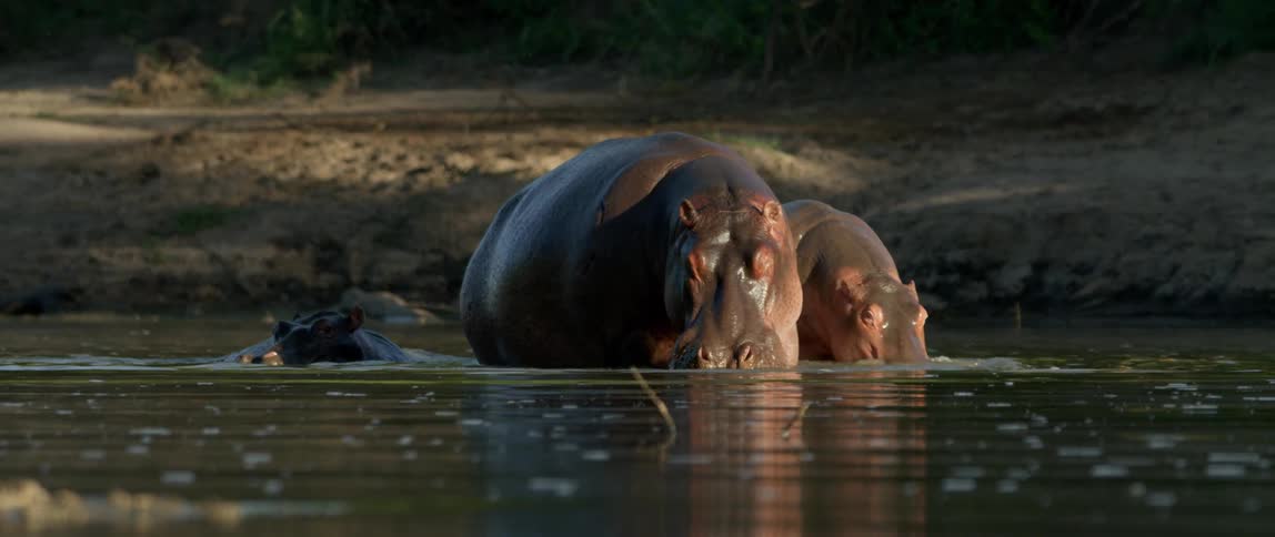 Hippos wade in a still body of water