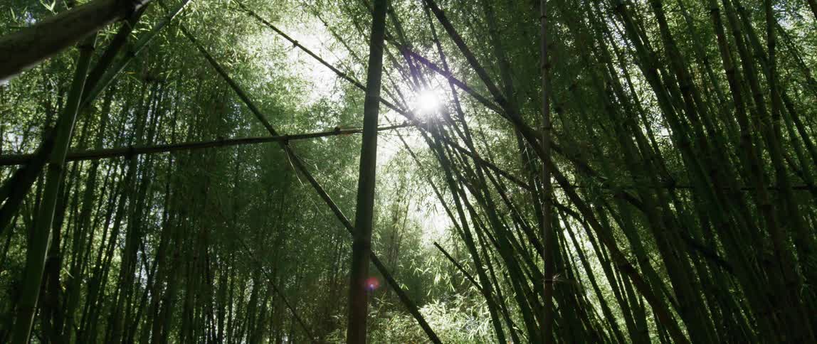 The tall trees nearly block the sun above