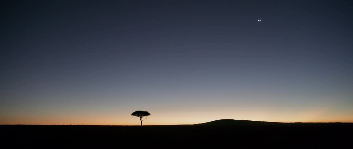 A lone tree stands at sunset