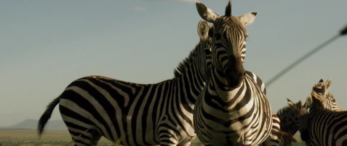 The zebra are flocked together on the field