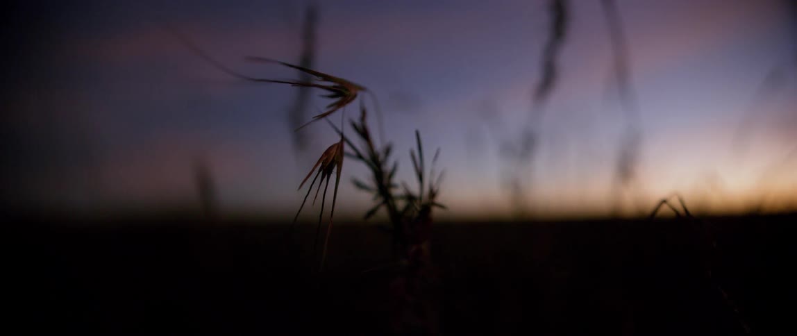 The wind is blowing the tall grass at dawn