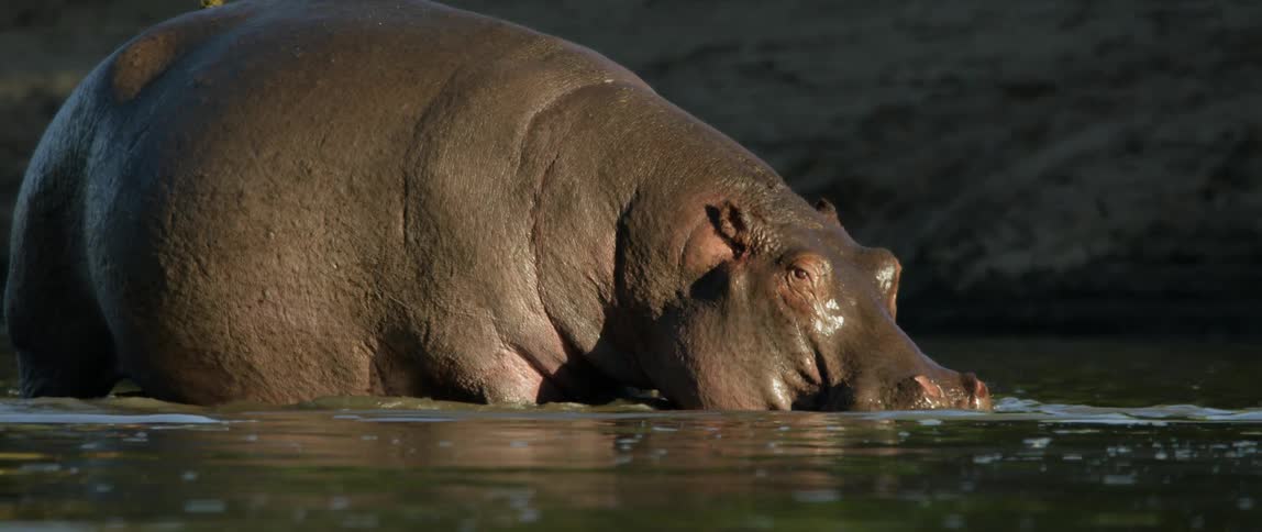 A hippo is wading in a river during the day