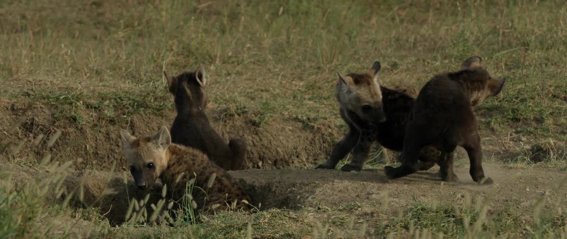 Several animals play in the field