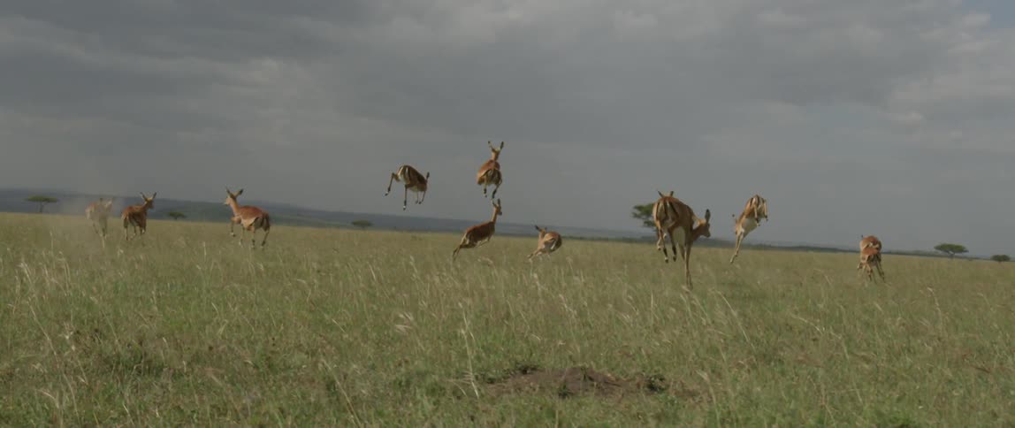 Deer run and jump in a grassy field