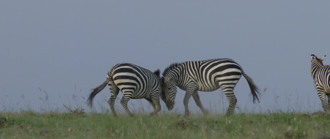 Zebras crashing into one another