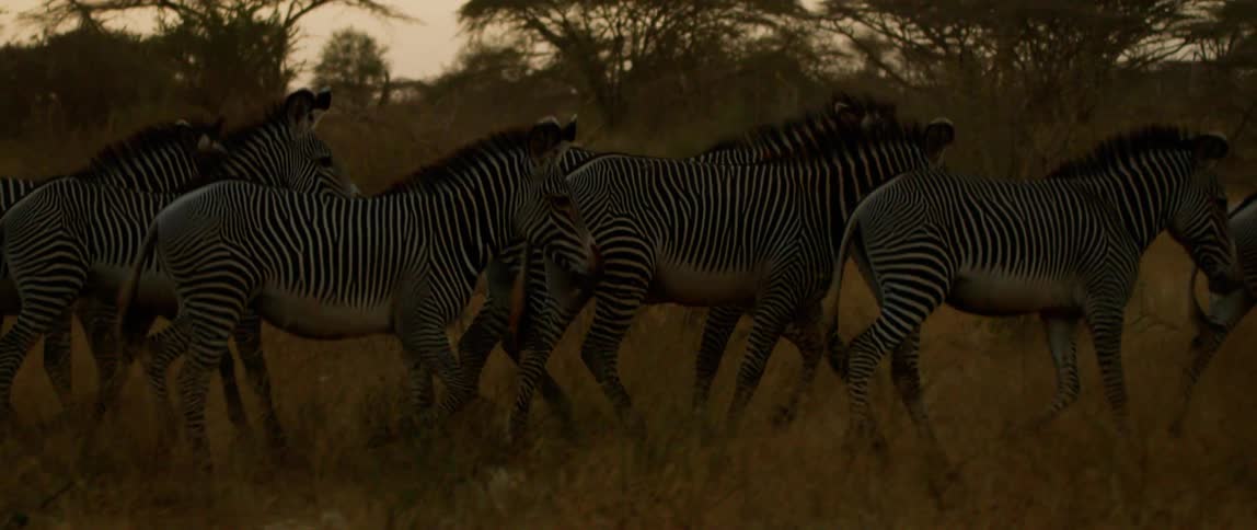 Zebras walk across a field at sunset