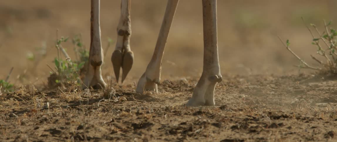 Animal hooves kick up some dirt as it walks on a sunny day