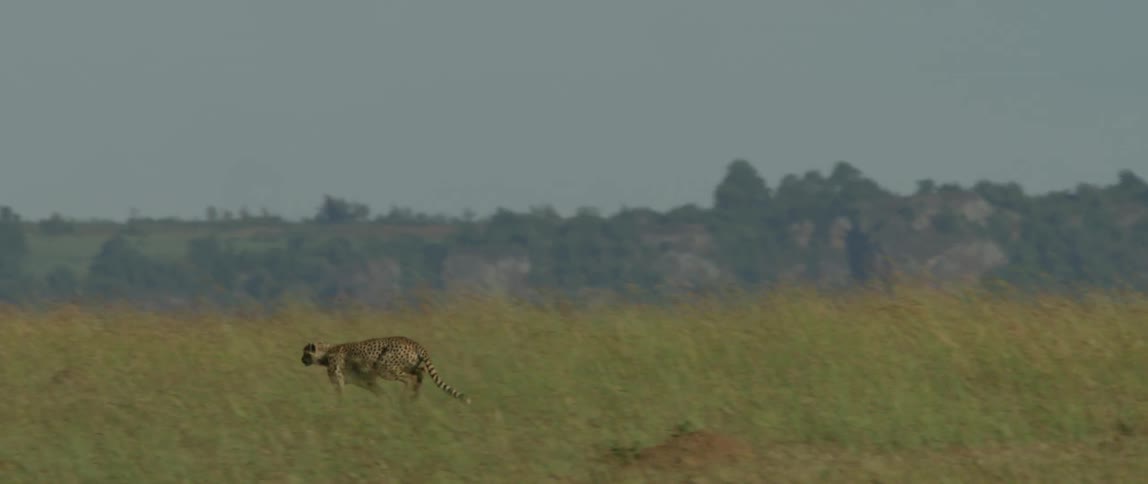 A leopard races across the green field