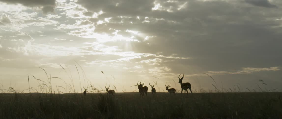 Gazelles on the savanna