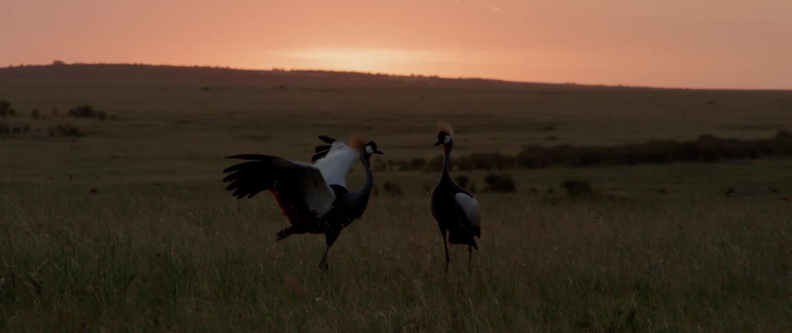 Two black and white birds flap their wings in a field at sunset