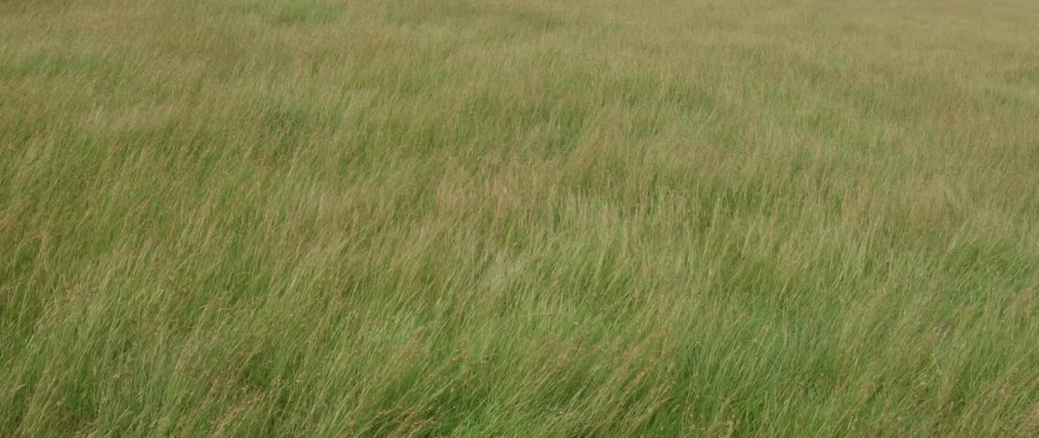 Grass waves and blows in the wind on a sunny day