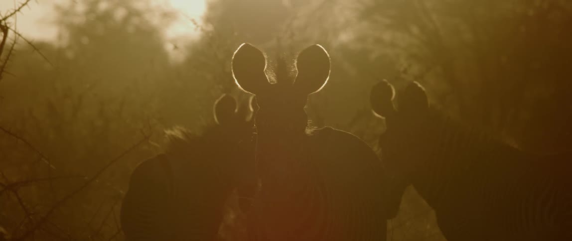 Zebras stand in the glare of sunlight