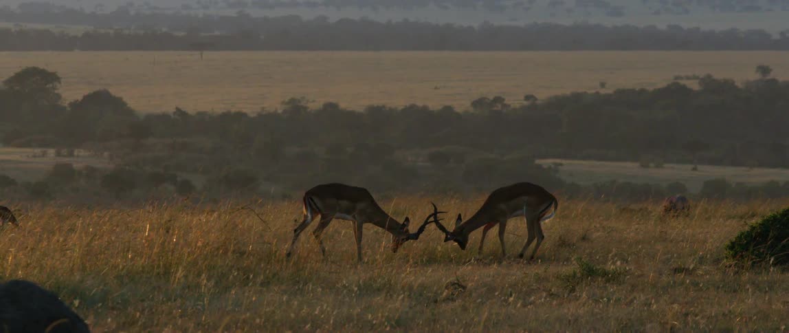Antelope jostle with their antlers