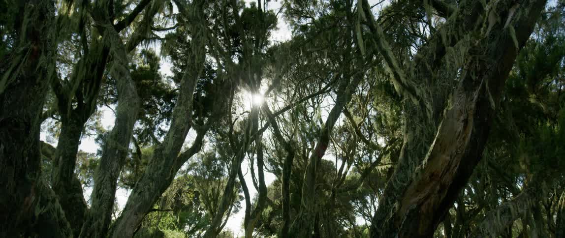 The sun is shining in through the top of the trees