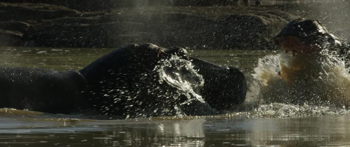 A hippo wades into the water