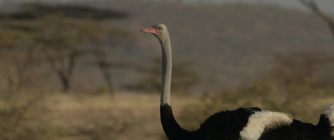 Bird with long neck walks in a field