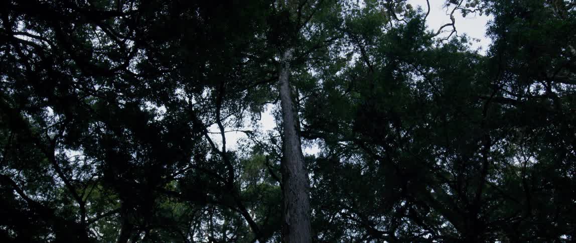The tall trees are covering the sky above